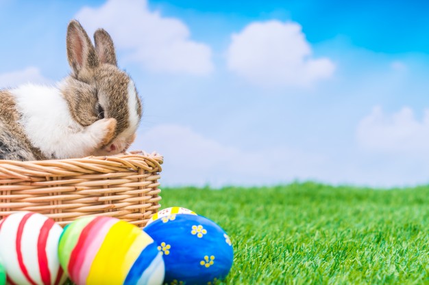 Pourquoi mon lapin me suit tout le temps ?