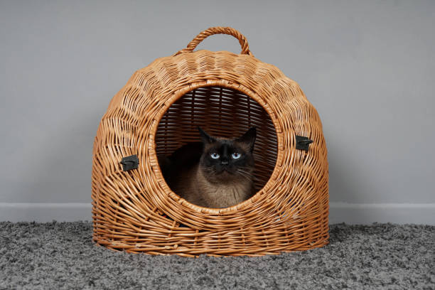 Quel équipement pour accueillir un chat ?