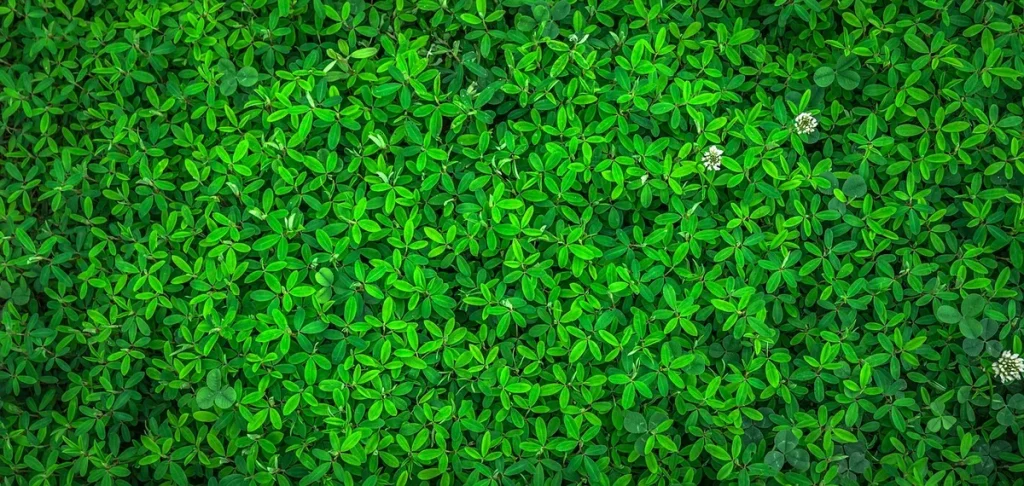 Verdlix, la nouvelle couvrante pour jardins secs et économes